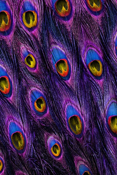 Colorful peacock feathers background — Stock Photo, Image