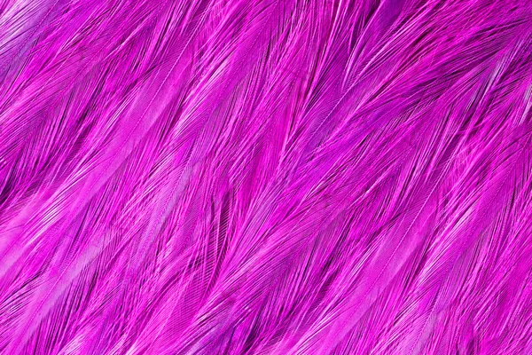 Flamingo Feathers — Stock Photo, Image