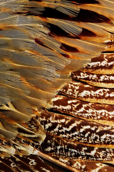 Pena castanha brilhante — Fotografia de Stock