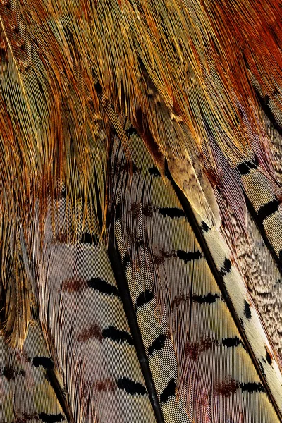 Bright brown feather — Stock Photo, Image