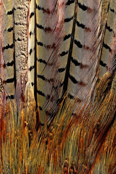 Bright brown feather — Stock Photo, Image