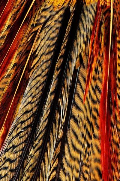 Bright brown feather — Stock Photo, Image