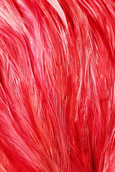 Plumas de Flamenco — Foto de Stock