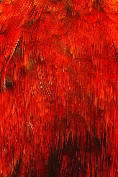 홍학 깃털 — 스톡 사진