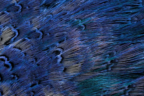 Bir kuşun parlak kahverengi tüy grubu — Stok fotoğraf