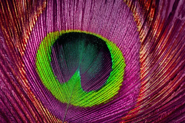 Gros plan d'un paon mâle affichant ses superbes plumes de queue — Photo