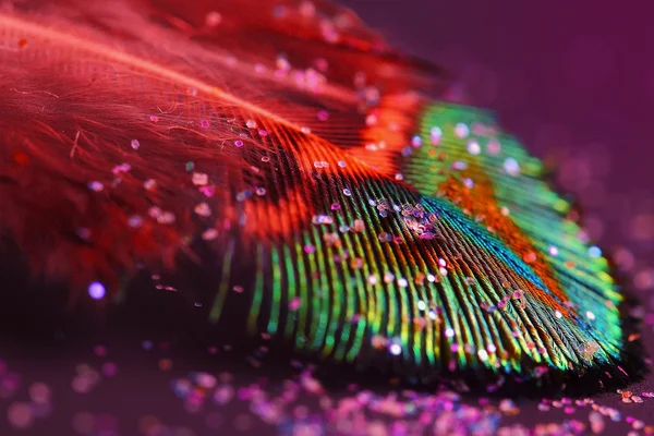 Close up of a male peacock displaying its stunning tail feathers — Stock Photo, Image