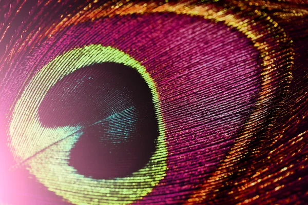 Colorato pavone piume sfondo — Foto Stock