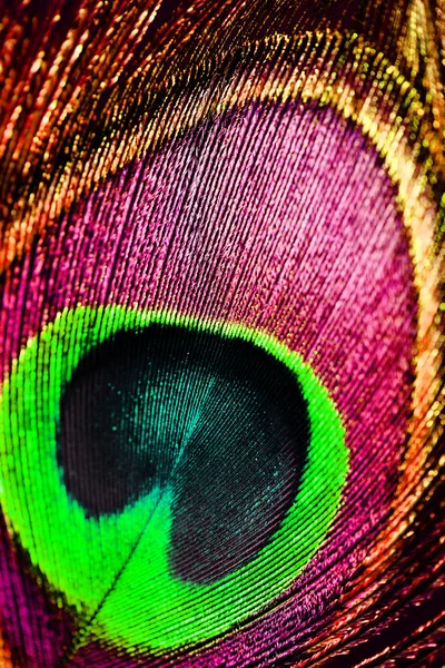 Close up of a male peacock displaying its stunning tail feathers — Stock Photo, Image