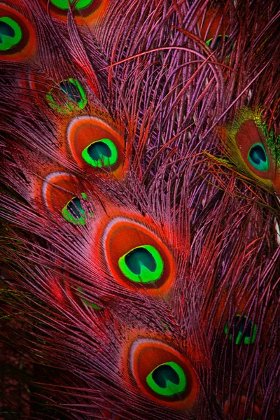 Detailní záběr samce páva ukazující jeho ohromující ocasní peří — Stock fotografie