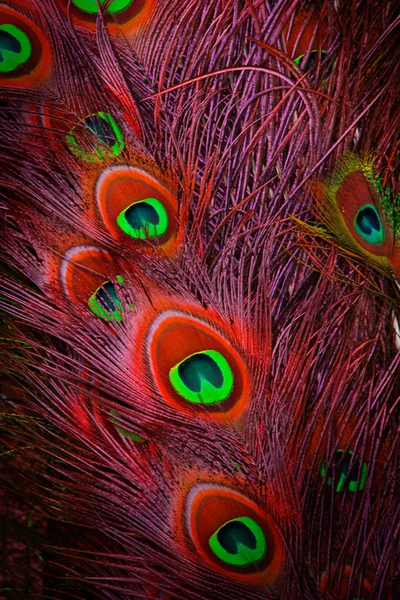 Close up of a male peacock displaying its stunning tail feathers — Stock Photo, Image