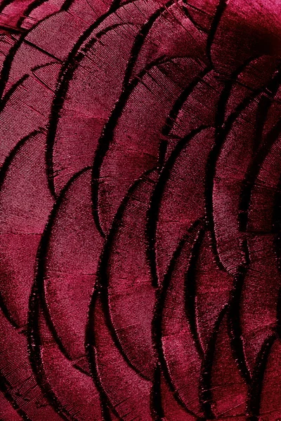 Textura de penas de flamingo rosa — Fotografia de Stock