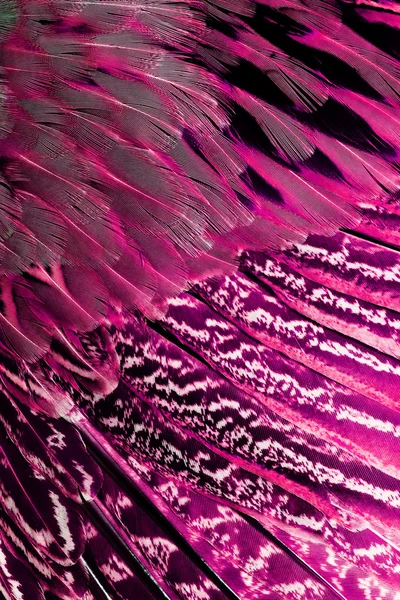 Textur aus rosafarbenen Flamingofedern — Stockfoto