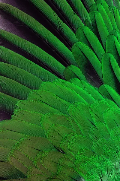 Bright brown feather group of some bird — Stock Photo, Image