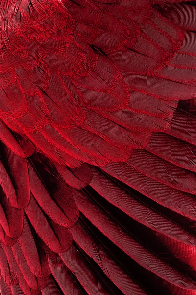 Brown feathers half background — Stock Photo, Image