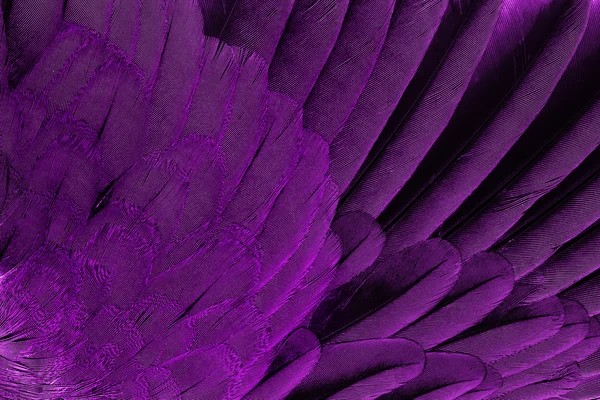 Brown feathers half background — Stock Photo, Image