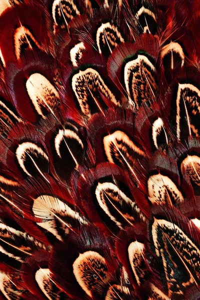 Brown feathers half background — Stock Photo, Image