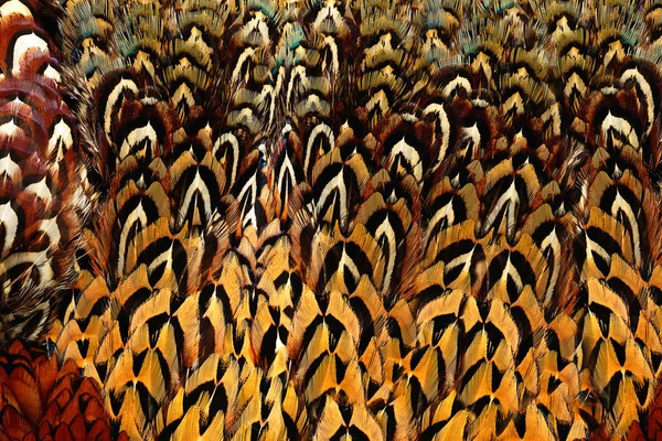 밝은 갈색 깃털 — 스톡 사진