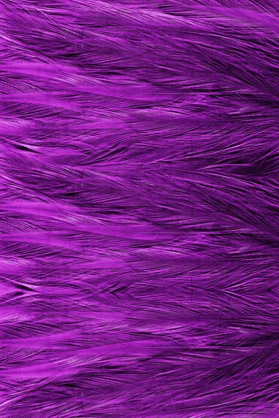 Flamingo Feathers — Stock Image Flamingo Feathers Stock Image
