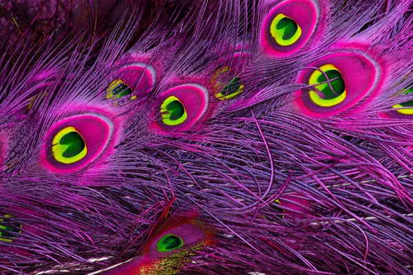 色彩艳丽的孔雀羽毛背景 图库图片