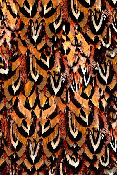 Brillante grupo de plumas marrón de un pájaro —  Fotos de Stock