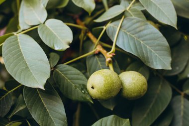 Gün batımında ağaçta taze ceviz. Ceviz ağacı. Yeşil yapraklar arkaplan .