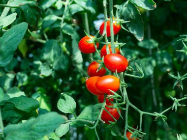 Bitkide yetişen üzüm domatesleri. En yakın domateslerle sığ alan derinliği.