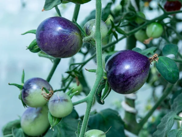 Tomates Índigo Que Crescem Uma Fábrica Profundidade Campo Rasa Com — Fotografia de Stock