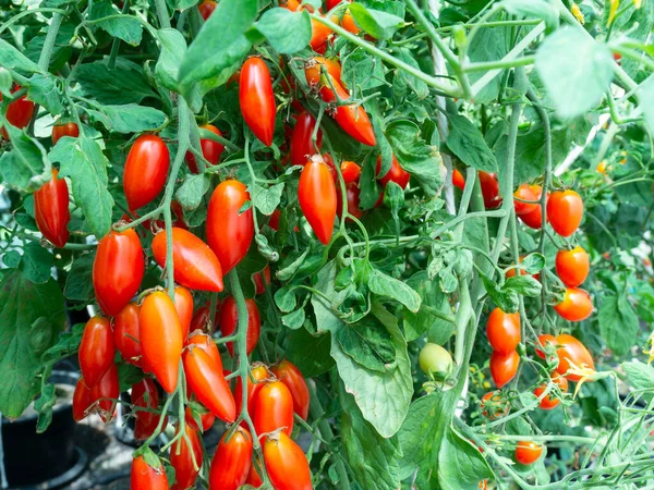 Bitkide yetişen üzüm domatesleri. En yakın domateslerle sığ alan derinliği.