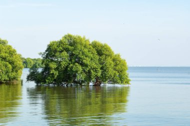 Mangrove forest in Klong Dan, Samut Prakan Province in Thailand.