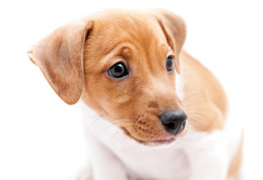 Beyaz arka planda köpek yavrusu Jack Russell