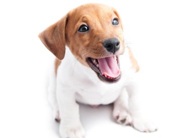 Beyaz arka planda köpek yavrusu Jack Russell