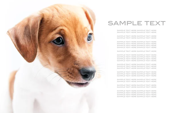 Puppy jack russell op een witte achtergrond — Stockfoto