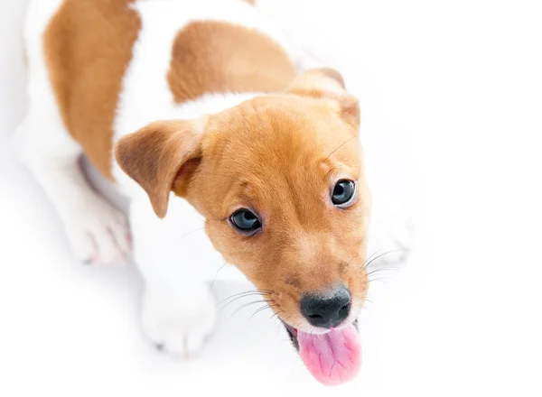 Valp jack russell på en vit bakgrund — Stockfoto