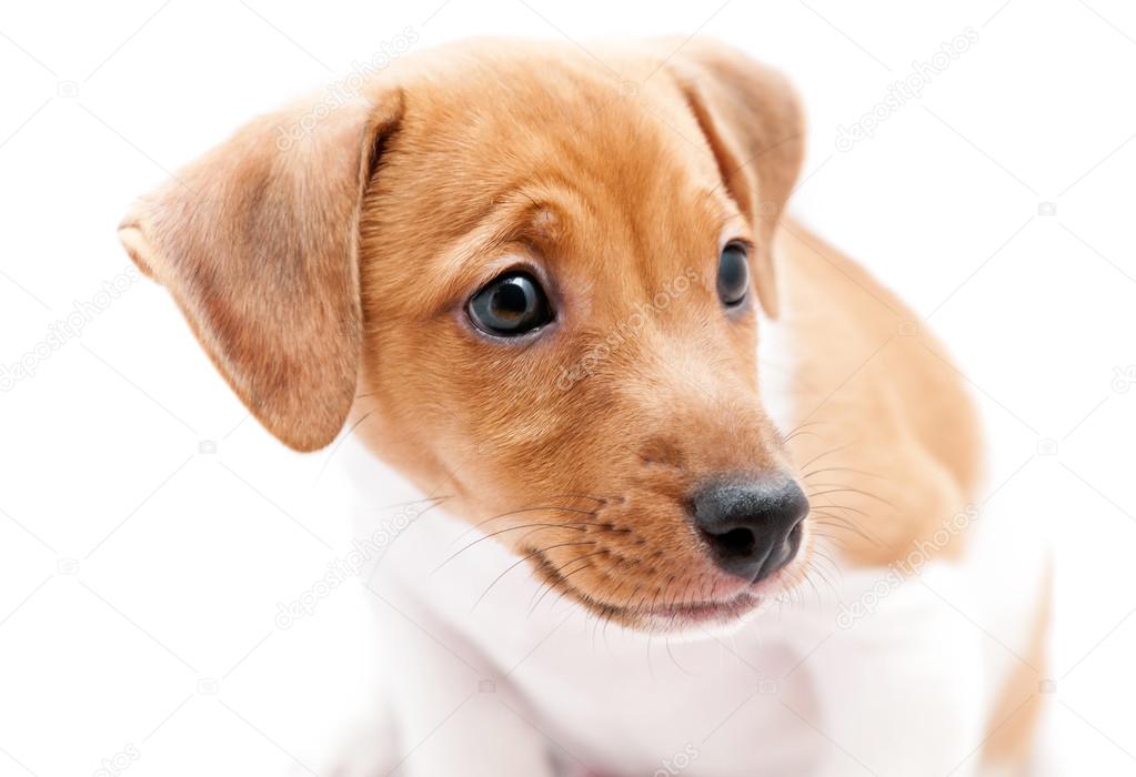 Puppy Jack Russell on a white background