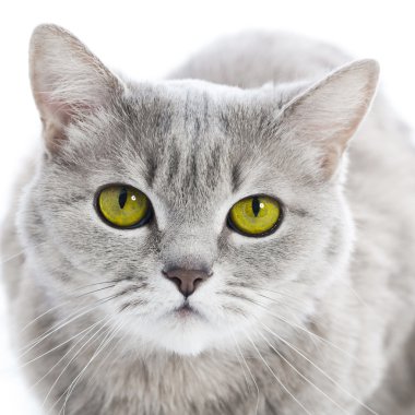Yeşil gözlü kedi