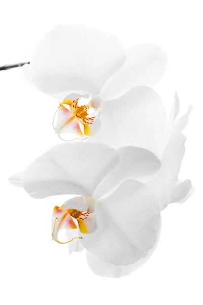 Orchidée blanche sur fond blanc — Photo