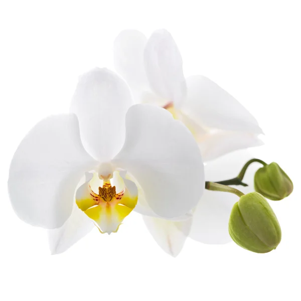 White Orchid on white background — Stock Photo, Image