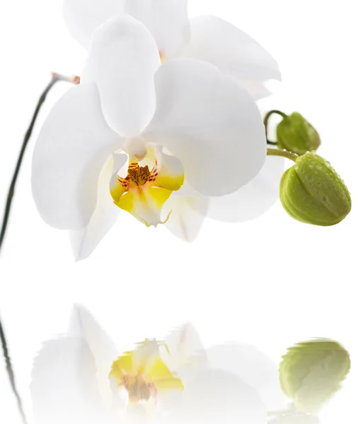 White Orchid on white background — Stock Photo, Image
