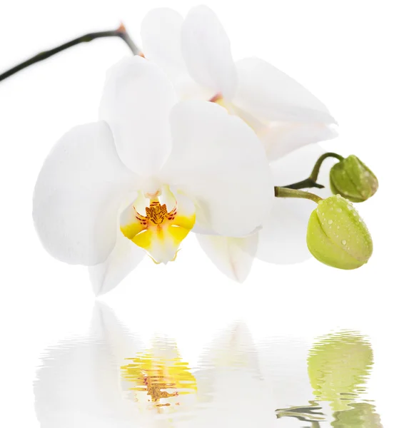 Orchidée blanche sur fond blanc — Photo