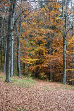 Stuttgart yakınlarındaki Güney Almanya 'da sonbahar Hint yaz ormanı.