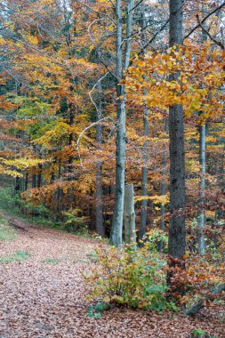 Stuttgart yakınlarındaki Güney Almanya 'da sonbahar Hint yaz ormanı.