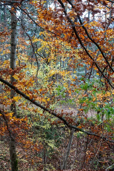 Herbstlicher Indischer Sommerwald Süddeutschen Bergland Bei Stuttgart — Stockfoto