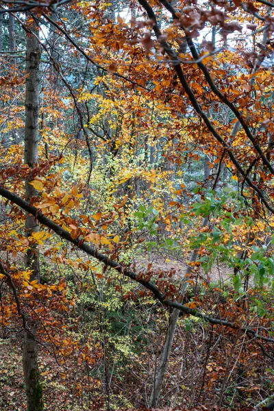 Autum Indiański Letni Las Południowych Niemczech Obszar Górski Pobliżu Stuttgart — Zdjęcie stockowe