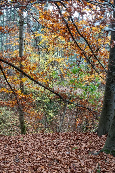 Stuttgart yakınlarındaki Güney Almanya 'da sonbahar Hint yaz ormanı.