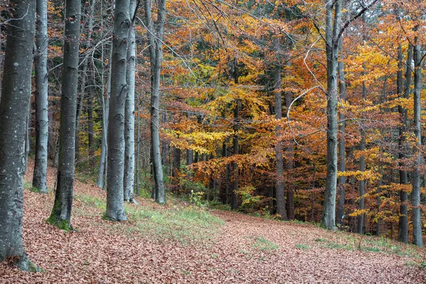 Autum Forêt Été Indienne Dans Sud Allemagne Zone Montagne Près — Photo