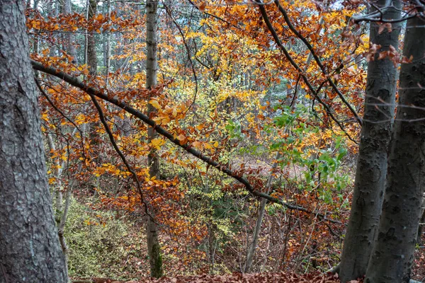 Autum Forêt Été Indienne Dans Sud Allemagne Zone Montagne Près — Photo