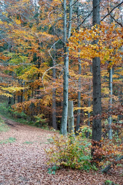 Stuttgart yakınlarındaki Güney Almanya 'da sonbahar Hint yaz ormanı.