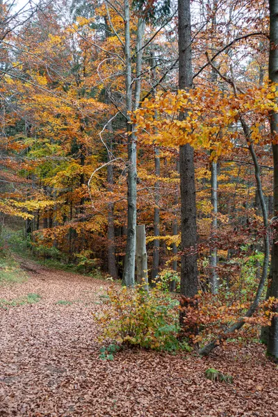 Stuttgart yakınlarındaki Güney Almanya 'da sonbahar Hint yaz ormanı.
