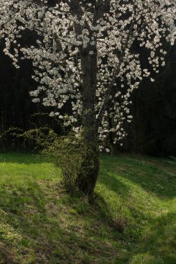 Güney Almanya 'da baharda, güneşli bir öğleden sonra, güzel elma ağacı çiçek açar.